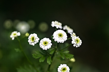 Flowerの写真素材