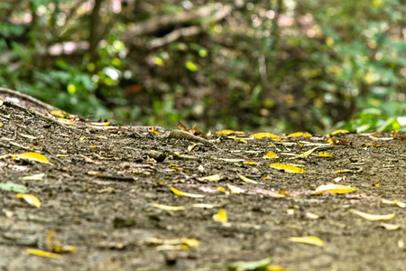 Pathの写真素材