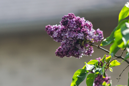 Violetの写真素材