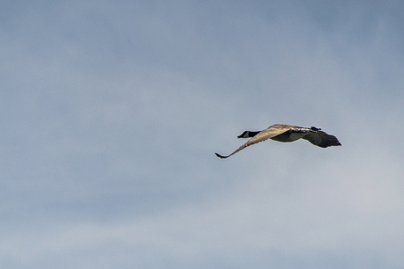 Gooseの写真素材