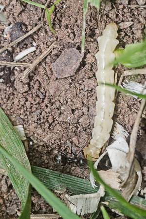 Larva