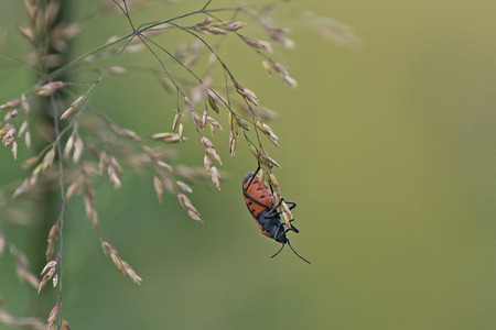 Insectの写真素材