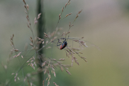 Insect close upの写真素材