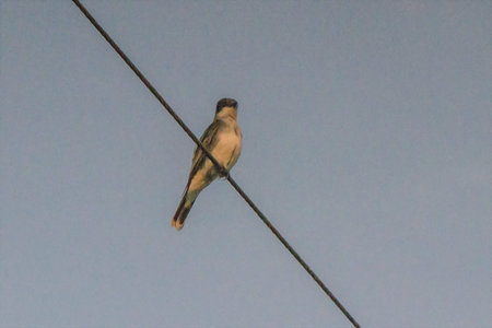 Birds resting on a fence