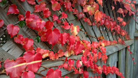 Leaves