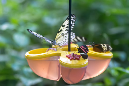 Butterflyの写真素材