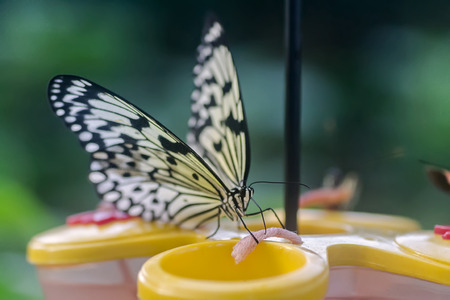 Butterflyの写真素材