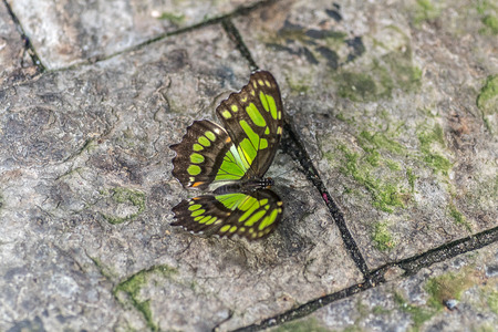 Butterflyの写真素材