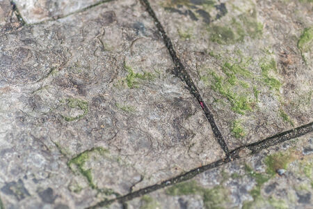 Butterflyの写真素材