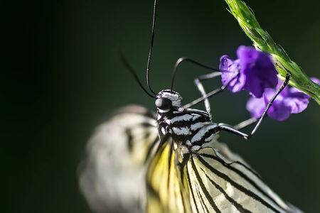 Butterflyの写真素材