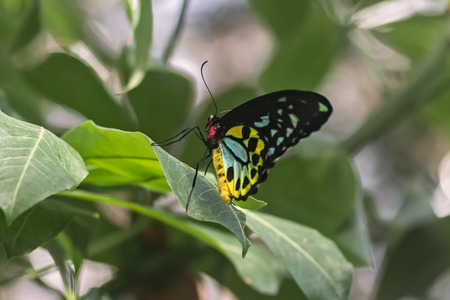 Butterflyの写真素材