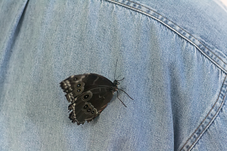 Butterflyの写真素材