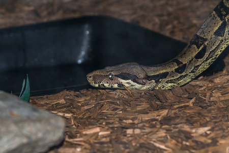Snake