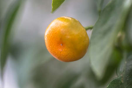 Fruitの写真素材