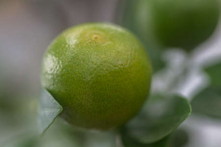 Fruitの写真素材