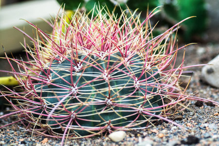 Cactusの写真素材