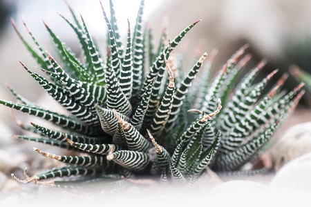 Cactusの写真素材