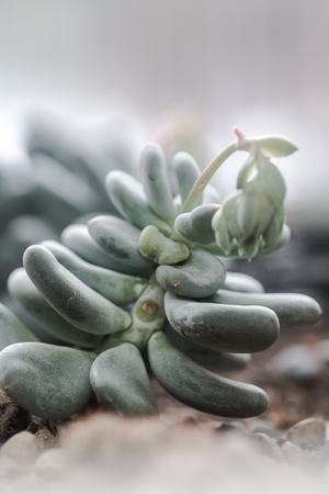 Cactusの写真素材