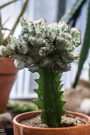 Cactusの写真素材