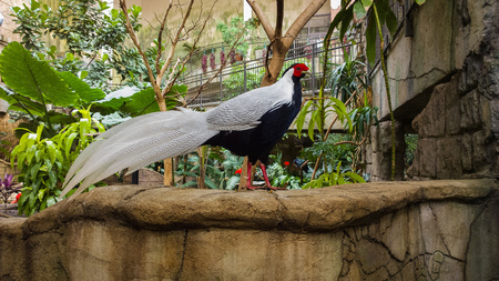 Pheasantの写真素材