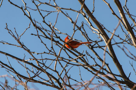 Cardinalの写真素材