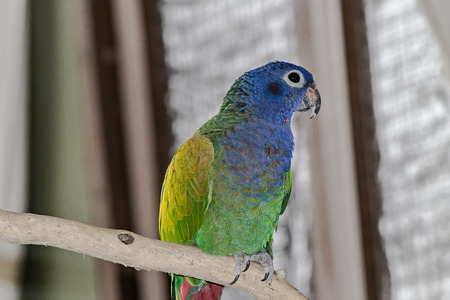 Blue-Crowned-Conureの写真素材