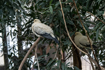 pied imperial pigeon