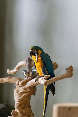 Blue and Gold Macawの写真素材