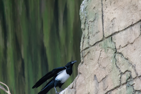 Pied Crowの写真素材