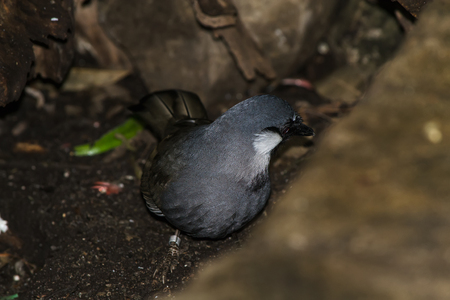 Thrushの写真素材