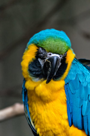 Blue and Gold Macaw