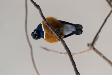 Superb Starlingの写真素材