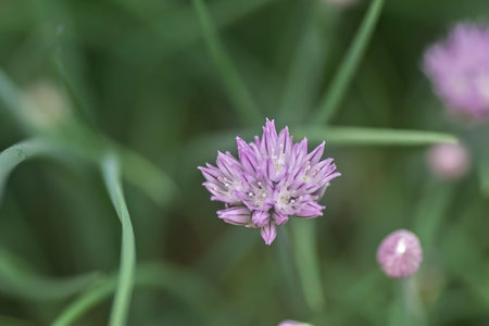 Chive