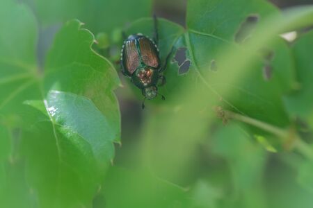 green insectの写真素材