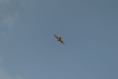 HAwk flying in sky
