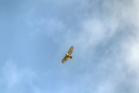 HAwk flying in sky