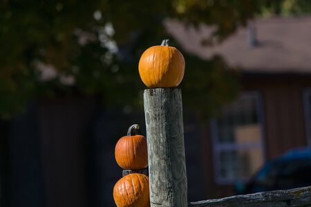 Halloween pumpkinの写真素材