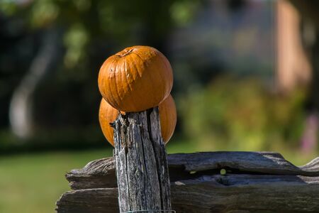 Halloween pumpkinの写真素材