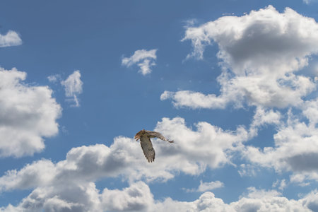 Flying Hawk in sky