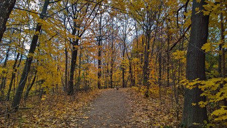 Fall leaves and trees