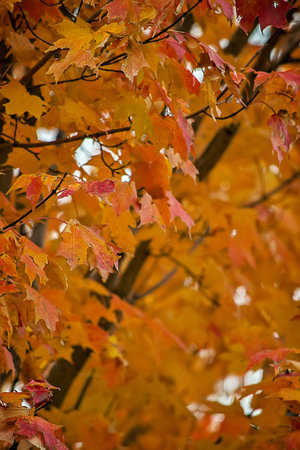 Fall and Halloween