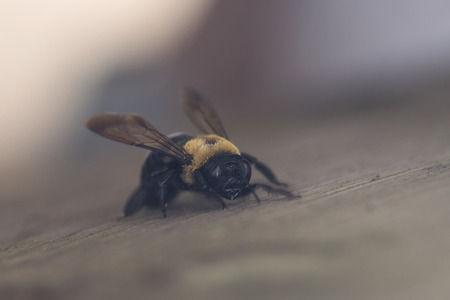 Carpenter beeの写真素材