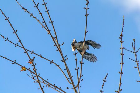 Blue Jay in treeの写真素材