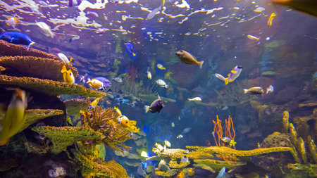 Under the Sea