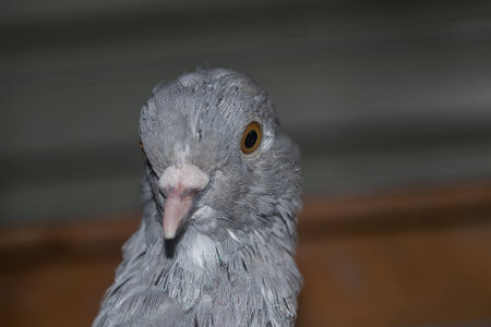 Pigeonの写真素材