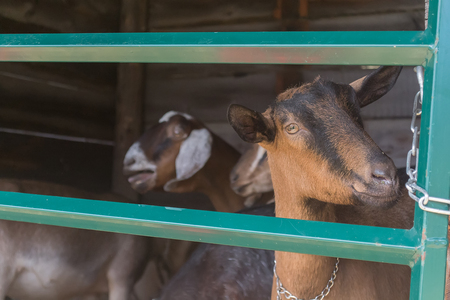 Goatの写真素材
