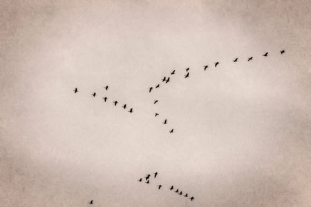 Flight of geese