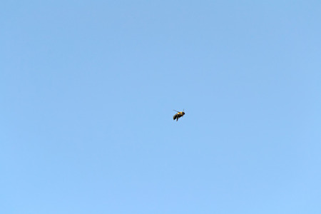 Flying Bumble Beeの写真素材