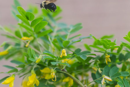 Flying Bumble Bee