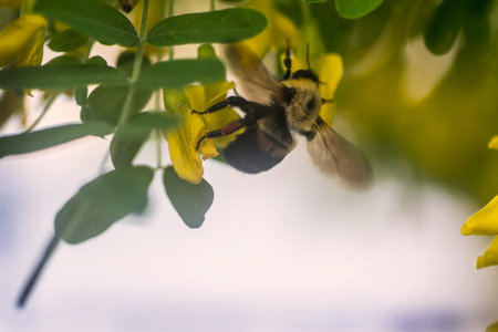 Flying Bumble Bee